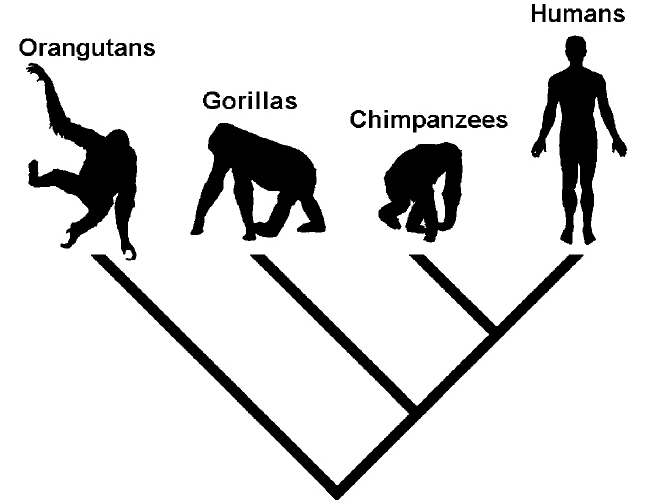 Study Notes Biolympiads